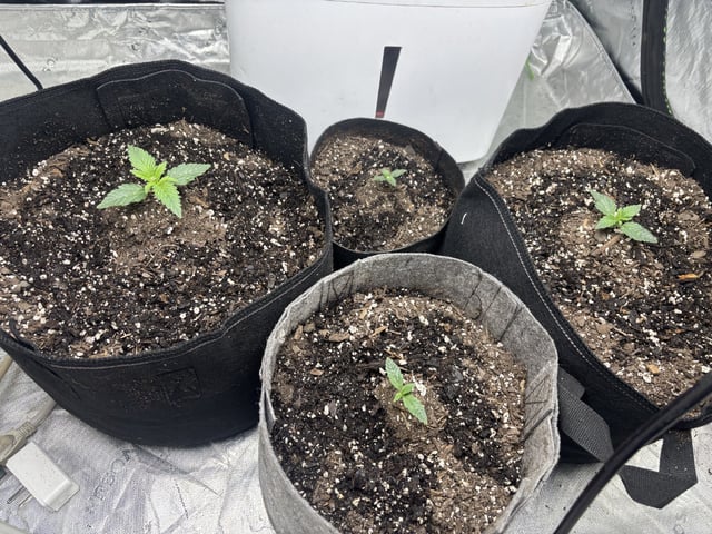 Hulk Berry Auto — grow_setup, day 1