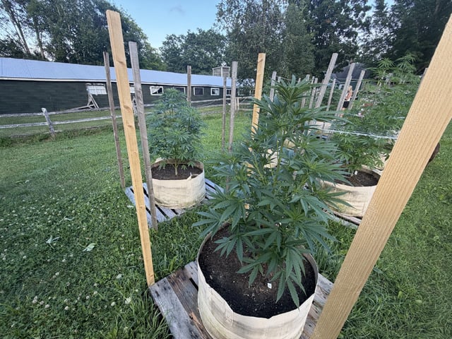 2026 Grow — vegetative, day 37