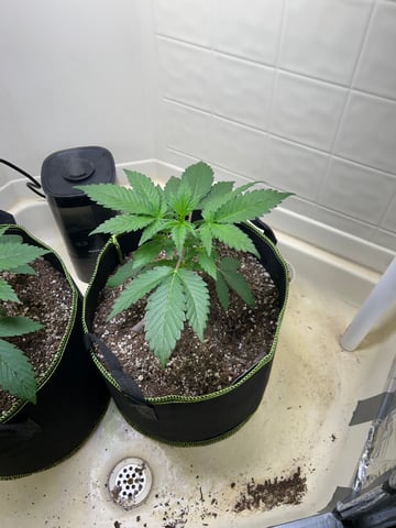 12 assed raven — vegetative, day 34