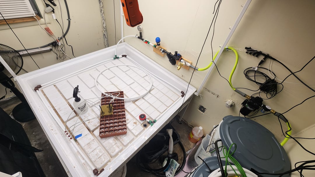 DNA Genetics Kosher Cookies rockwool run round 2