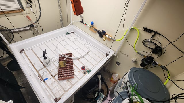 DNA Genetics Kosher Cookies rockwool run round 2 — grow_setup, day 1