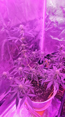 first grow adventure  — vegetative, day 46