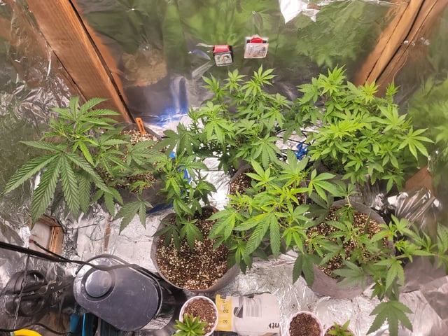 Ghetto Growing — grow_setup, day 22