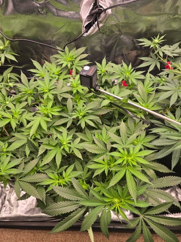 Dirty Bird - Thousand Island Fem & Platinum Kush Breath Remix x Grape Cakehead Fem Photo  — flower, day 63