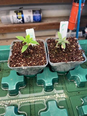 My First Four — vegetative, day 21