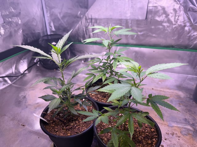 Green Gelato — vegetative, day 1