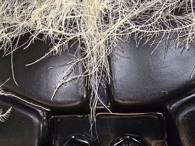 Dante's Inferno Rerun — vegetative, day 83