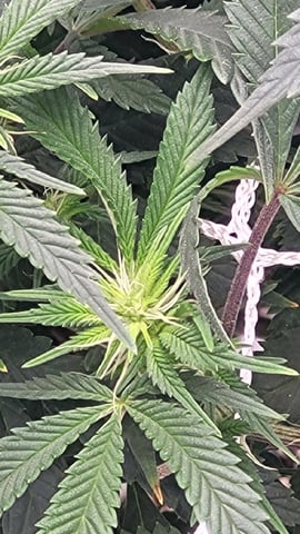 1st grow indoors(cardboard box to 2x2x4 to 5x5x6) — flower, day 96