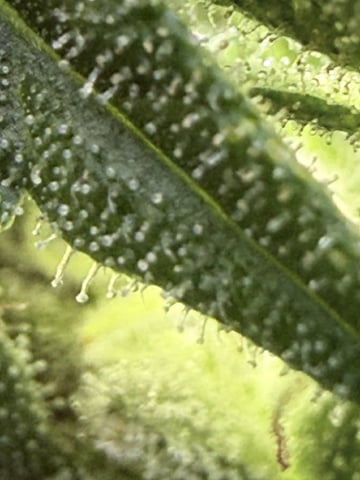 Northern Lights Auto(1) — flower, day 1