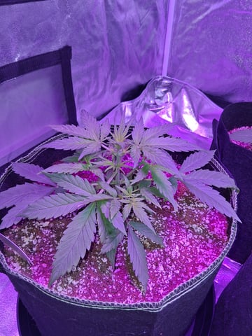 first auto grow — vegetative, day 23