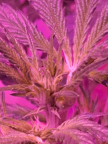 Banana  — vegetative, day 38