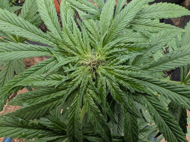 October Start — flower, day 97