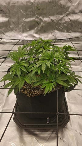 first grow — vegetative, day 43