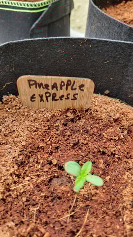 Next attempt  — grow_setup, day 1