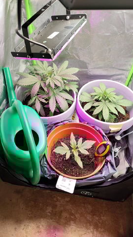 Indoor 1 — vegetative, day 4