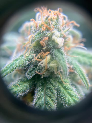 Blue Dream Photos — flower, day 85