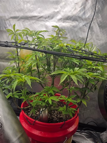 First Grow — vegetative, day 20