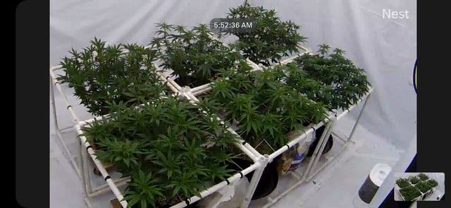 true genetics  — flower, day 1