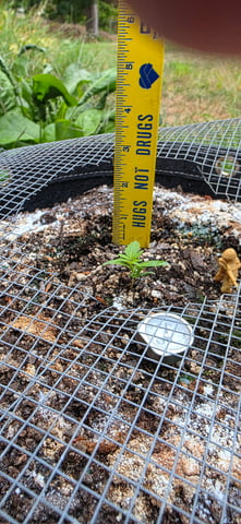 Let's just leave these right here! — seedling_rooting, day 26