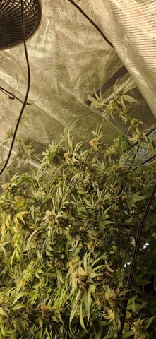 Indigo Saphirex2 And Slush Mint Cake X2 — flower, day 99