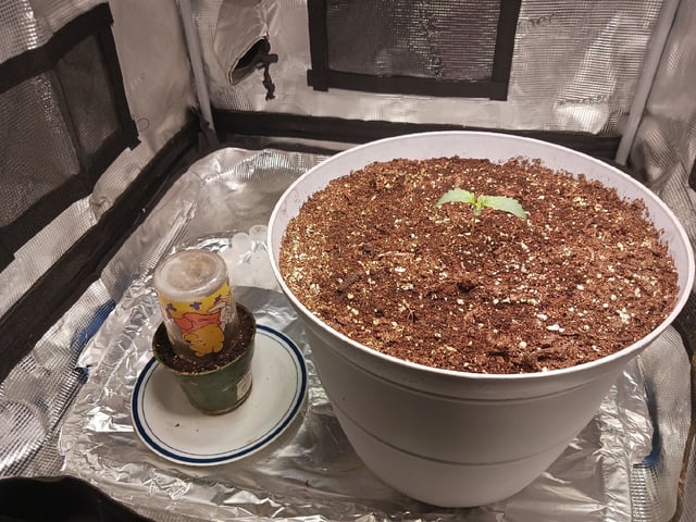 Gorilla Sherbert Feminized From Blimburn Seeds  — seedling_rooting, day 10