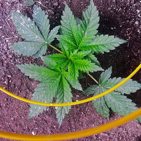 winter greenhouse — vegetative, day 1