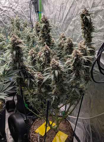Mixed Grow — flower, day 80