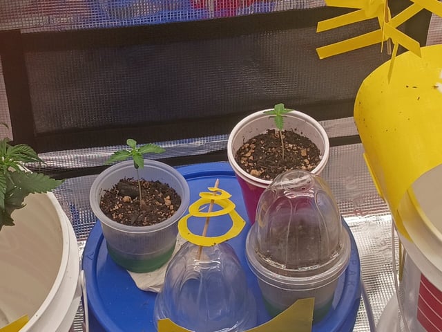 TentPlantLightFan — vegetative, day 31