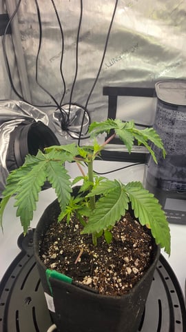 ethos genetics  — vegetative, day 30