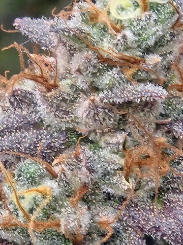 First Grow — flower, day 128