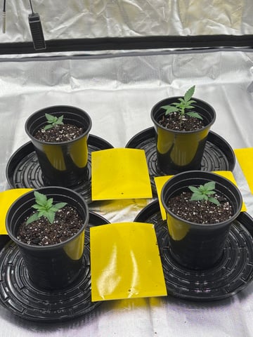 1st grow — seedling_rooting, day 1