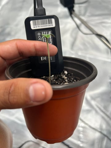 Frostbanger F4 — seedling_rooting, day 1