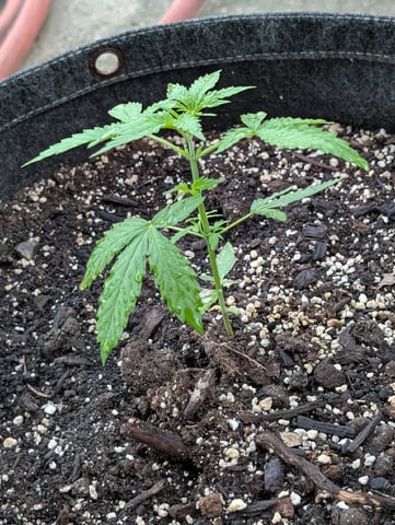 Gorilla Cookies Auto — seedling_rooting, day 20