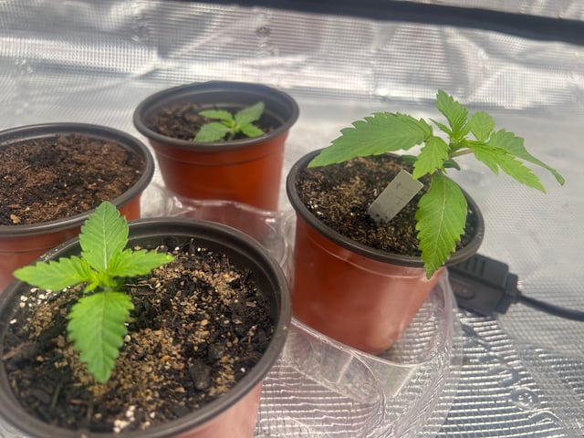 2025-26 harvest INDOOR — seedling_rooting, day 45