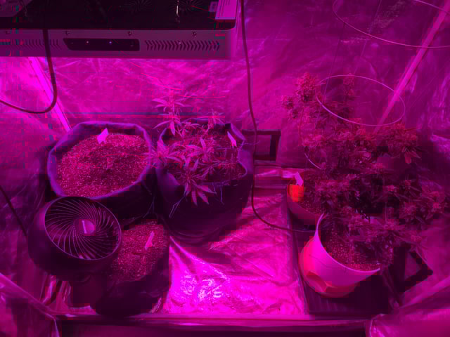 high octane x holy grail  — auto, day 36