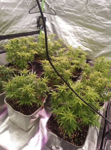 New run using General Hydroponics  — flower, day 5