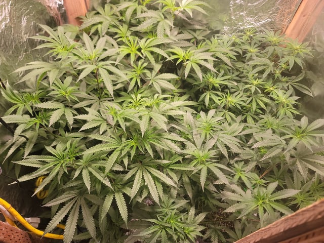 Ghetto Growing — flower, day 48