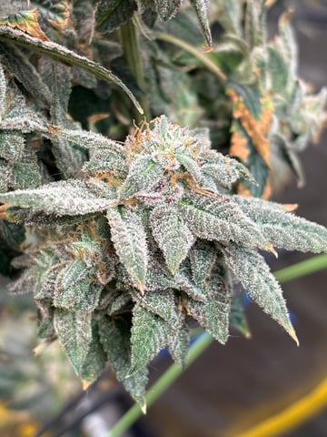 back to my roots.  — flower, day 54