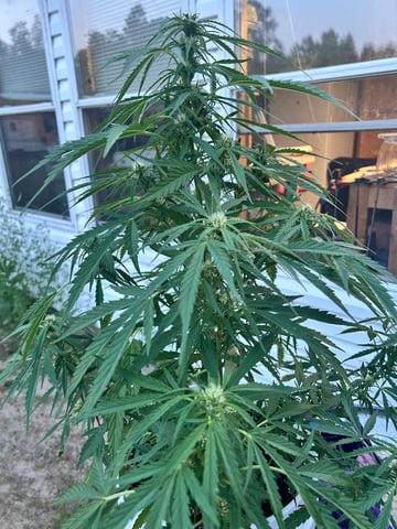 First ever grow — flower, day 68