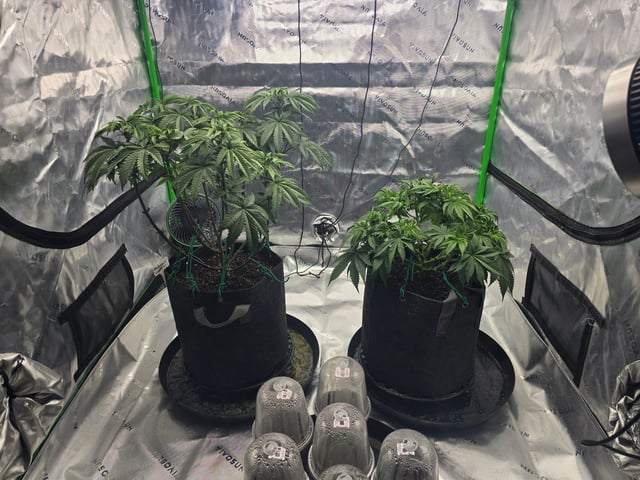 2nd grow round 2 — flower, day 45