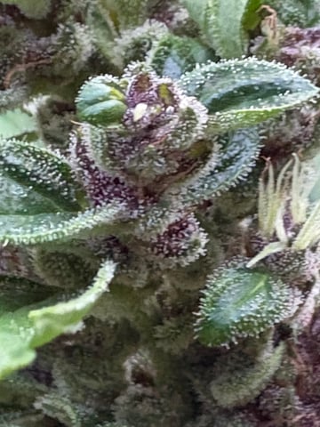 forgotten auto  — flower, day 26