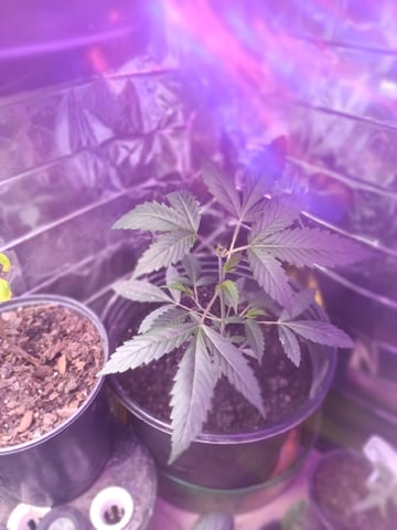 Queen Royal Autoflower  — vegetative, day 66