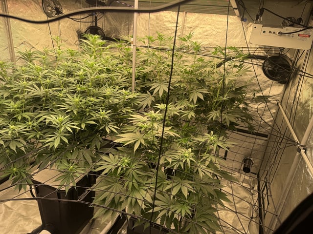 Start over! — flower, day 70
