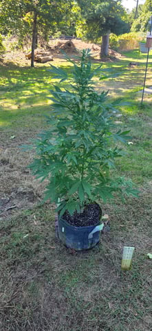 Let's just leave these right here! — flower, day 70