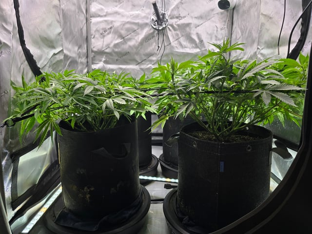 Purple Haze  — vegetative, day 42