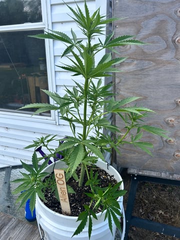 First ever grow — flower, day 56