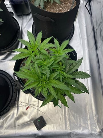 best budz — vegetative, day 9
