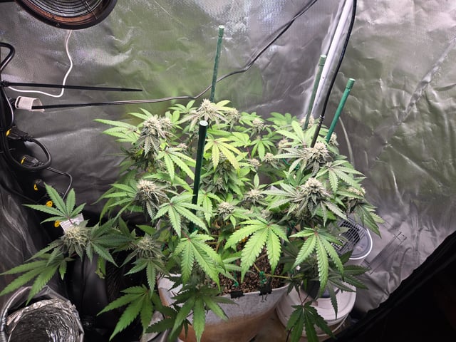 Looking for advice! — flower, day 82