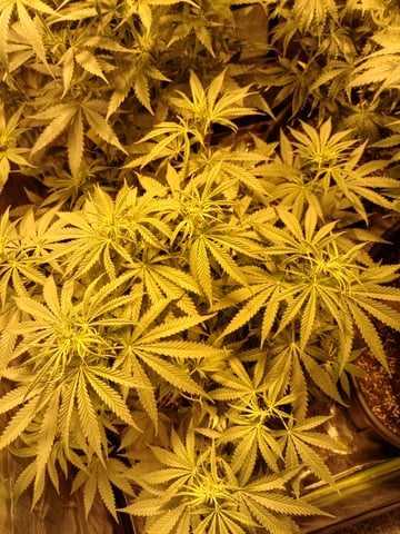 mr — flower, day 65