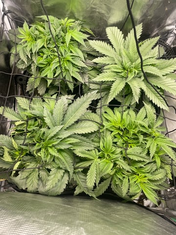 Mainely Organic Mix — flower, day 14